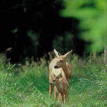 Forderung: Jagdverbote in Schutzgebieten