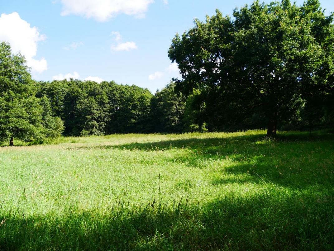 Die 1,4 Hektar Biotop sind Teil des Landschaftsschutzgebiets »Oberlauf des Scharmbecker Baches« mit Auwäldern und Nasswiesen. 