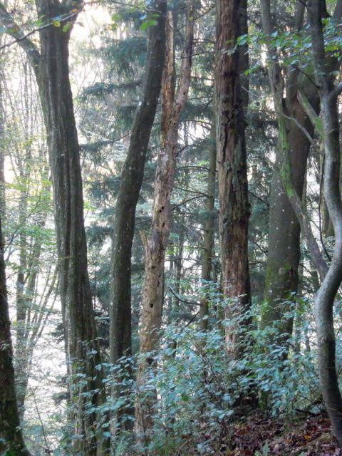 Josef Greiner, Waldbesitzer