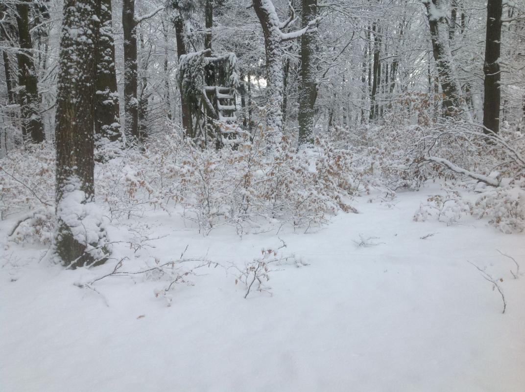 Der Hochsitz im Wald der Schiffers ist inzwischen