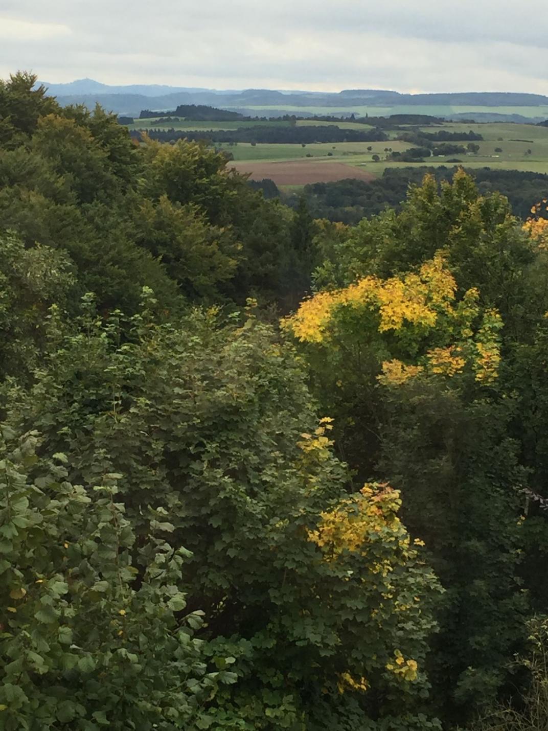 Der Wald des Arzt-Ehepaars Dr. Schiffer