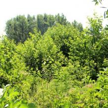 Bach-Erlen-Eschenauwald in der Aheniederung