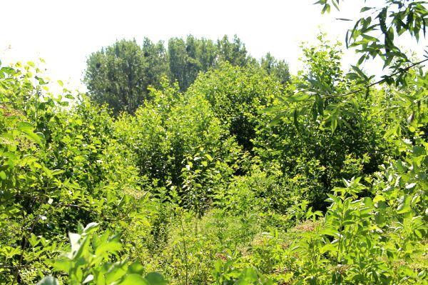 Bach-Erlen-Eschenauwald in der Aheniederung