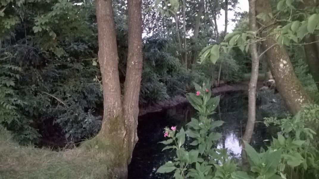 Auch die Tiere am Weiher