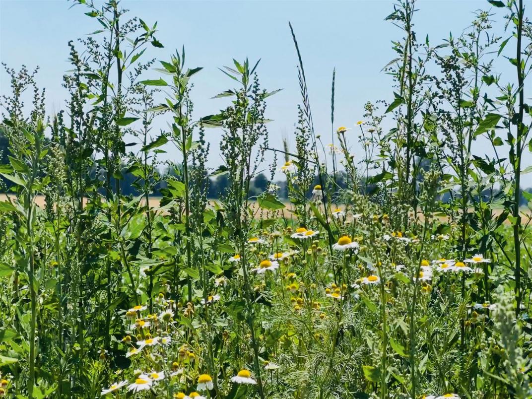 »Uns ist Natur- und Artenschutz sehr wichtig, durch die teilweise Bewaldung der Fläche können wir dafür zumindest im Rahmen des uns Möglichen etwas tun.«