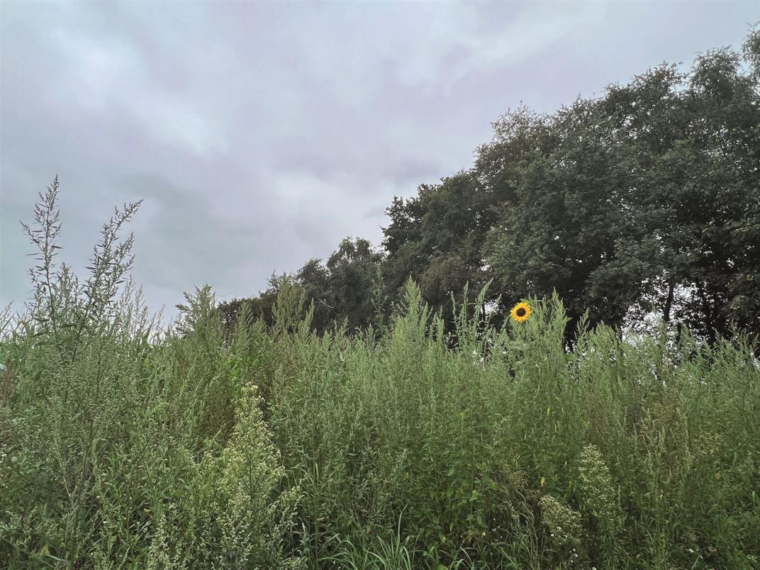 Anne Sybille und Martin v. Berswordt-Wallrabe sind mit ihrer Familie aufs Land gezogen, um einen kleinen privaten Lebenshof aufzubauen. Liebevoll werden Biotope angelegt, ehemalige Ackerflächen renaturiert und Tieren in Not ein Zuhause gegeben. 