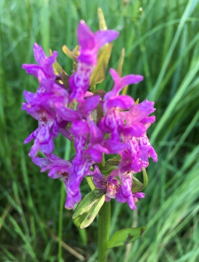 Diese seltene Orchideenart wächst im Biotop »Rüm Hart«.