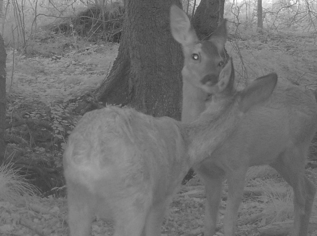 Rehe im Biotop »Rüm Hart«.