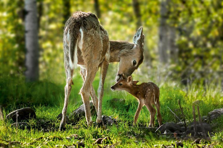 Für Tierfreundinnen und Tierfreunde unvorstellbar: 